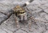 skákavka totemová (Pavouci), Dendryphantes rudis, Salticidae (Arachnida)